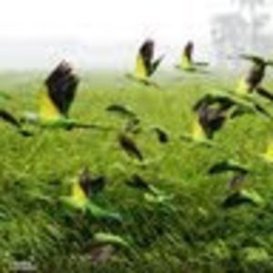 Meet your Posher, Nicolo